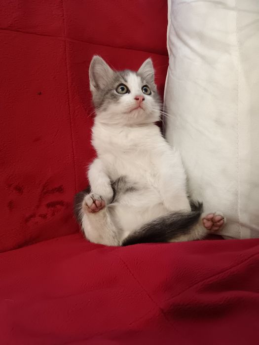 Norvegiana de Pădure