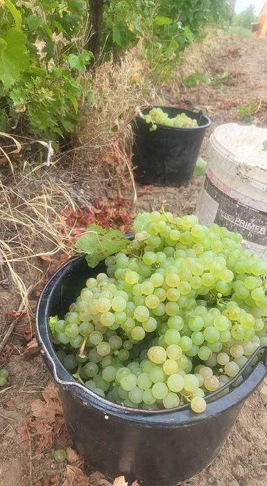 Struguri de   vin