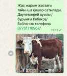 Қашар сатылады 1,5 жаста