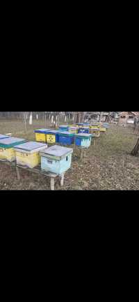 Vând 10 familii de albine