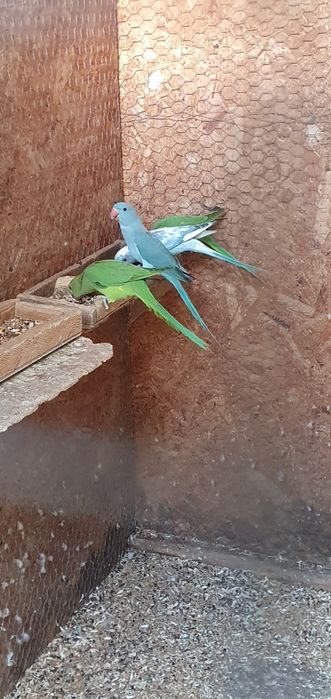 Vând micul alexandru