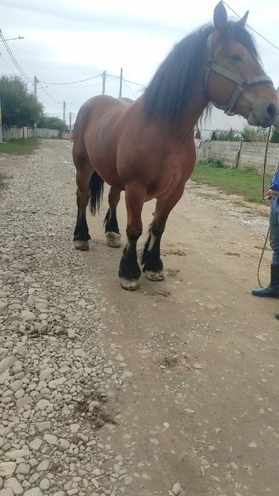 Vand cal castrat