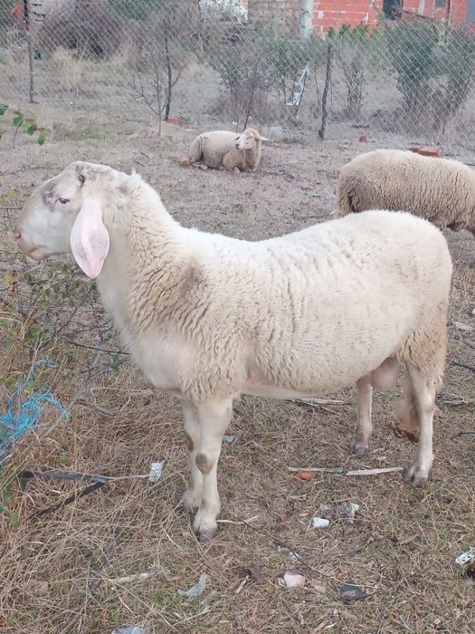 Продавам коч по причина че не ми трябва