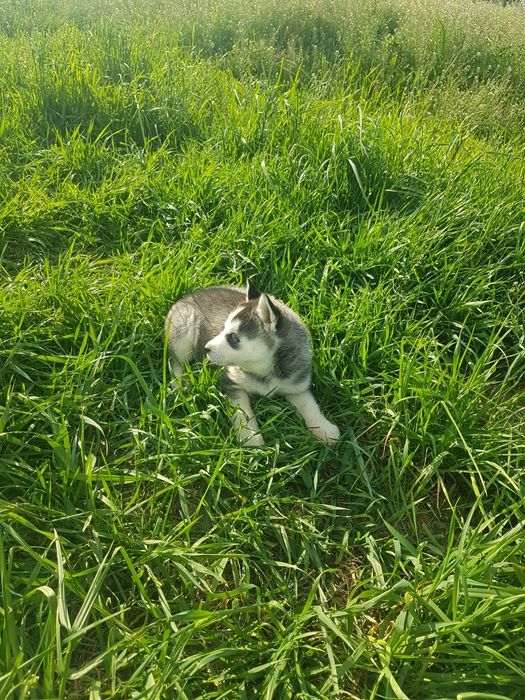 Mascul Husky cu ochi albaștri