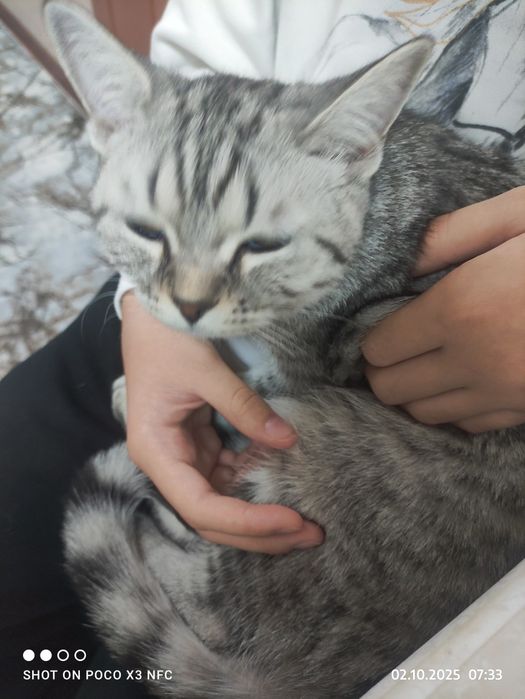 Скоттш-страйт. Девочка. 5 месяцев