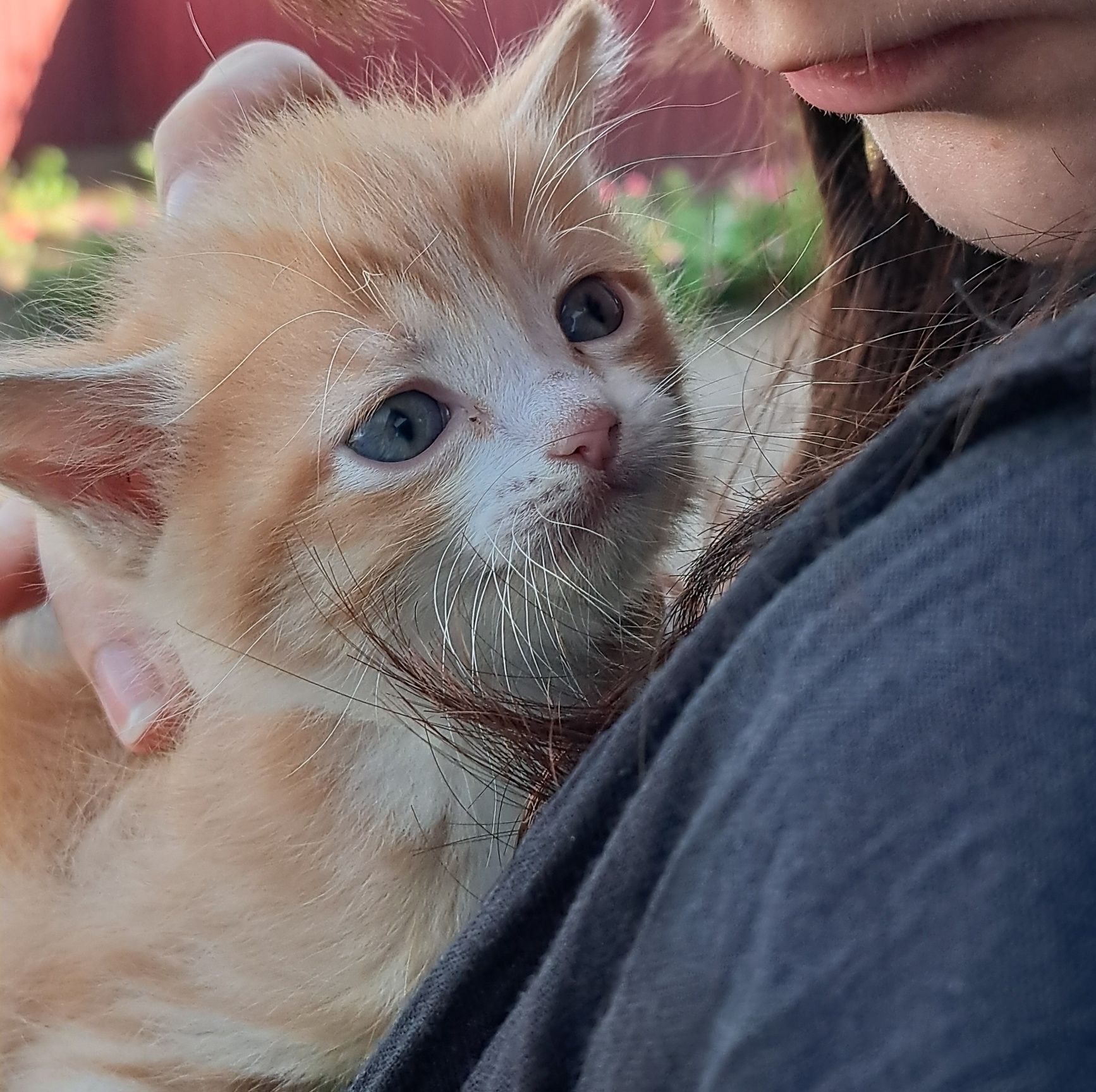 Котята бесплатно