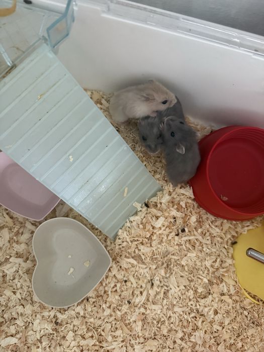 Pui de Hamsteri de vanzare