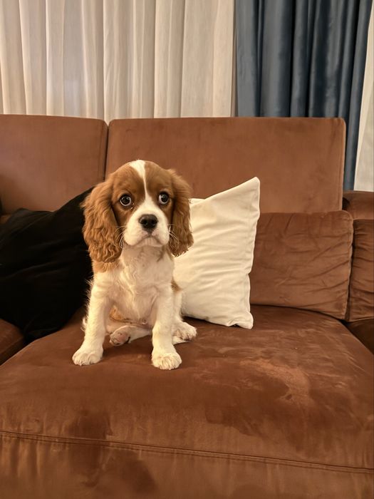 Caine pui  Cavalier King Charles Spaniel