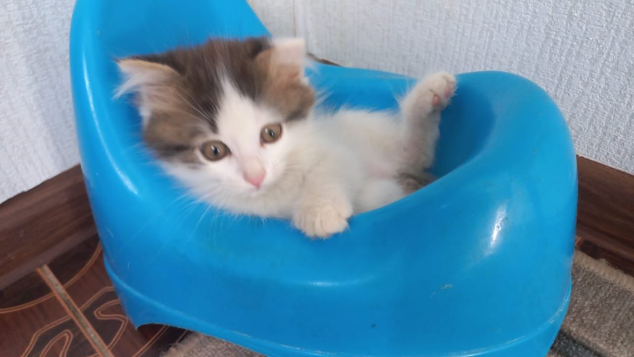 Бесплатно котята