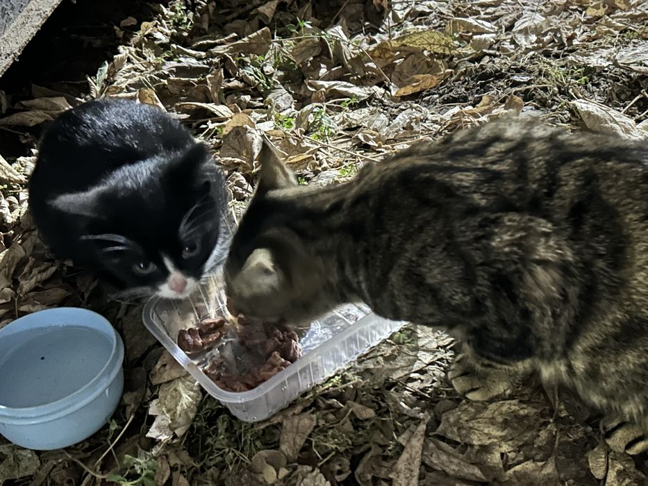 Котята со стройки! В добрые руки!