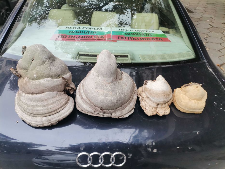 Дървесна гъба за украса в градината