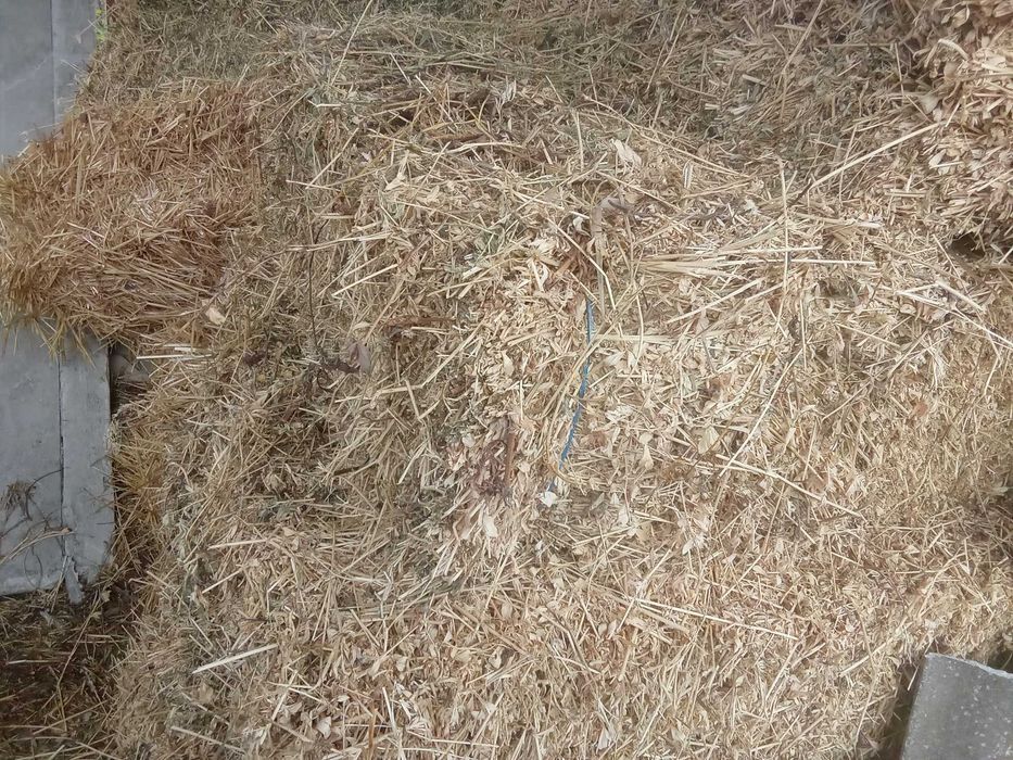 Vand lucerna nebalotata