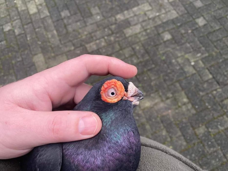 Vând diferite rase de porumbei