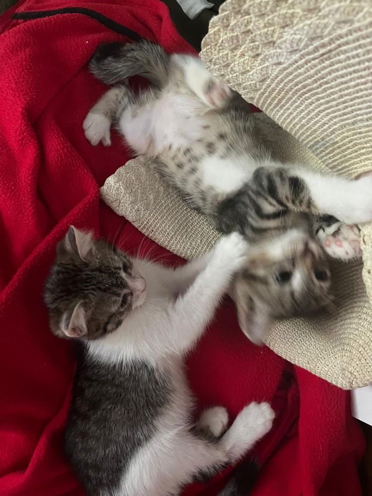 Отдам котят в добрые руки