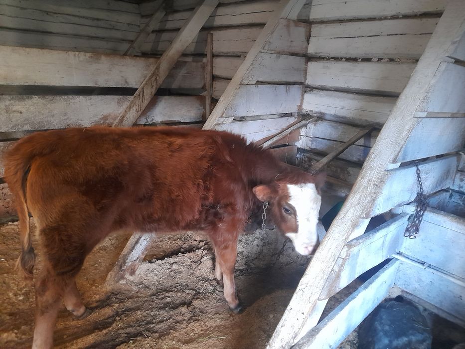 Vând vițică de 3 luni mai multe detalii la telefon