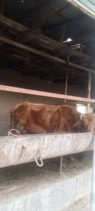 Ona bola sigir sotiladi bolasi gʻunojincha