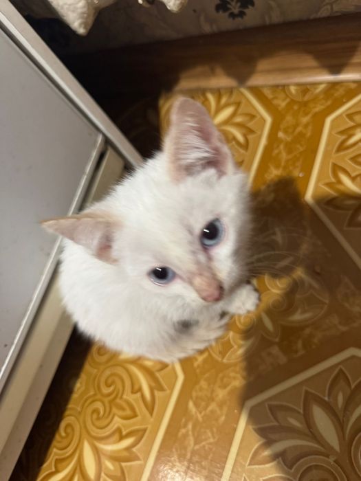 Отдаём котят в добрые руки