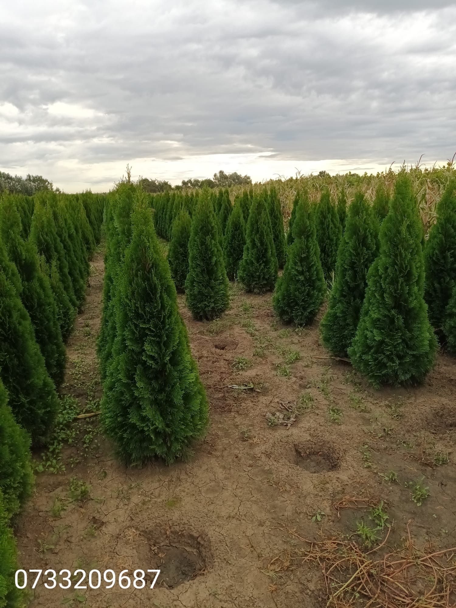 Vând tuia thuja smaragd