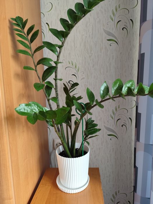 Продам комнатные цветы