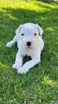 Vand pui dogo argentino cu pedigree