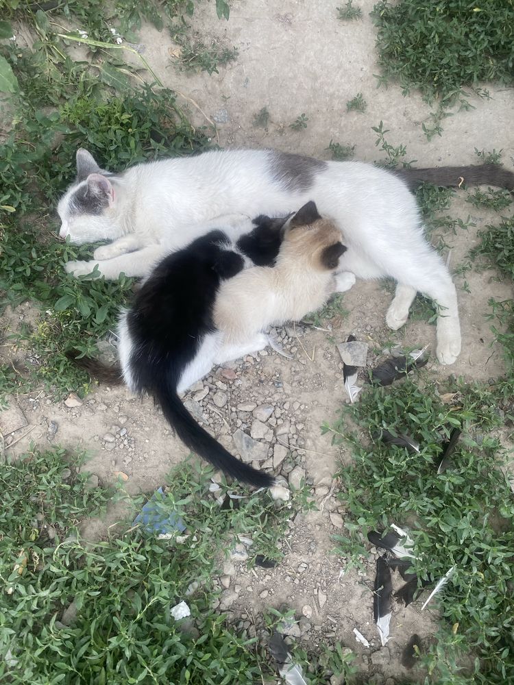 Отдам котят крысоловов