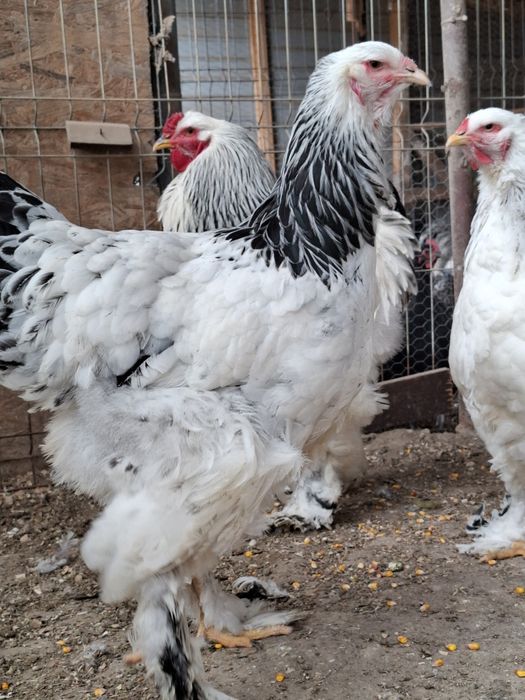 Familie brahma hd