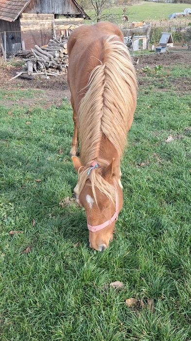 Vand mânz castrat de un an și 4 luni 7500 lei