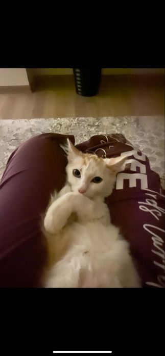 КОТЕНОК.мальчик,отдам в хорошие руки