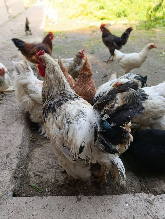 Tovuq xoʻroz bramala sotiladi