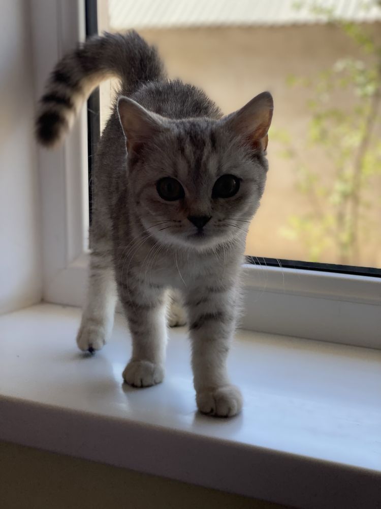 Кот и Кошка Шотландские