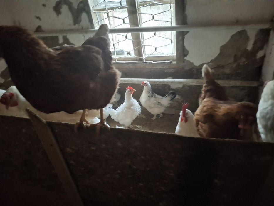 продам кури и баранов