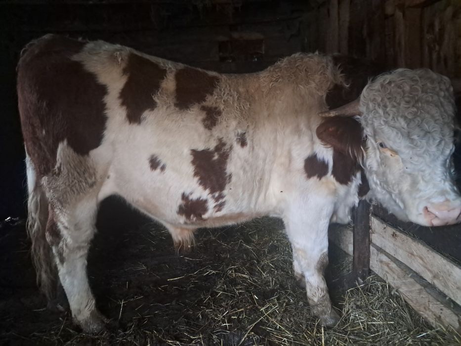 Taur de vânzare  500 kg