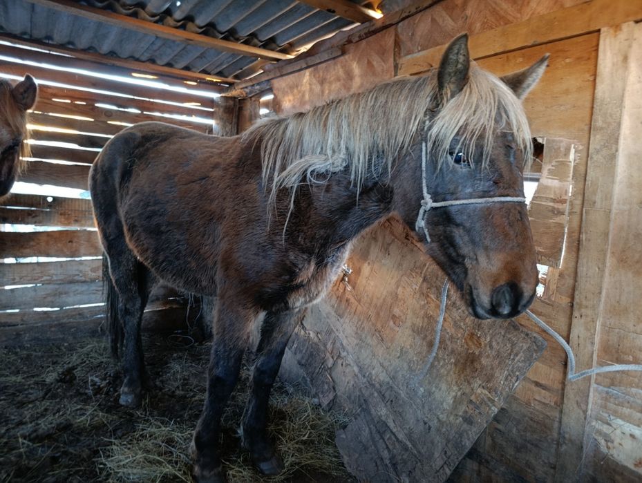 Продам лошадь кобылу 3 годавалая