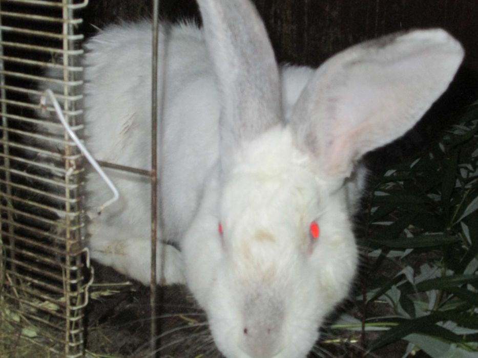 iepuri urias german de carne