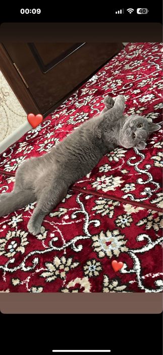 Продойотся готовая кошка для разведение