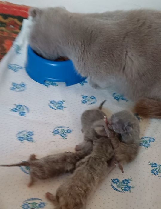 Выслоухивые кошки