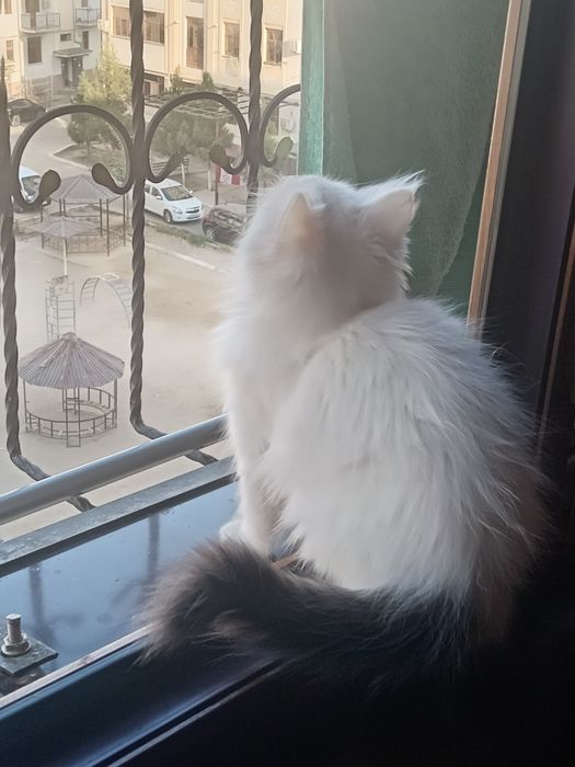 Mushuk bolasi uyda boqilgan.