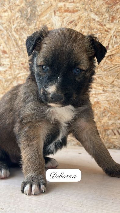 Щенок мальчик ищет дом