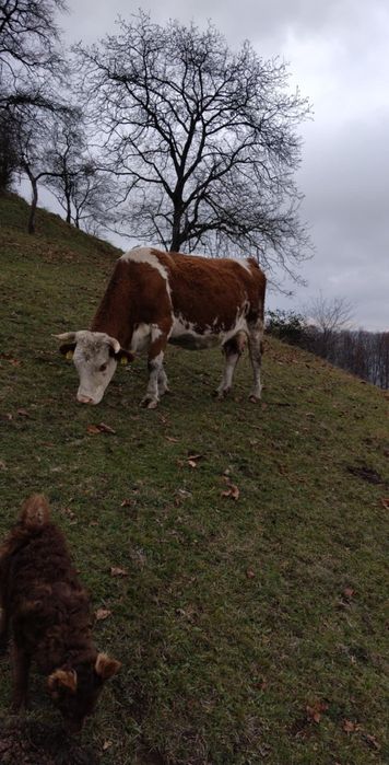 Vând 2 vaci cu lapte