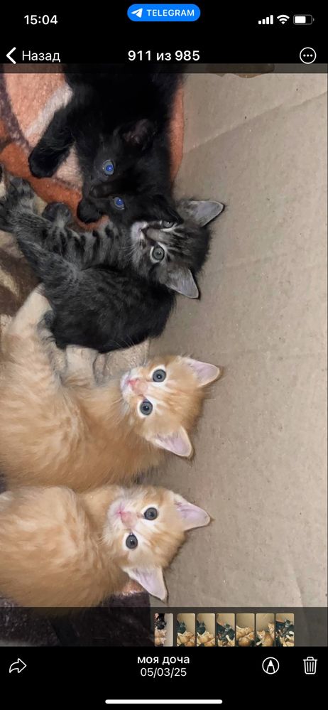Отдам котят в хорошие руки
