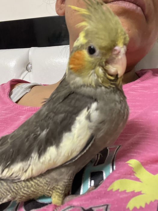 Pui de nimfa crescuti la seringa 600  lei si perusi pereche  100 lei