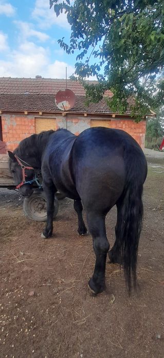 Manza de 4 ani de vanzare