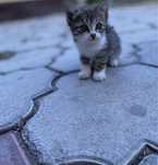 Отдам котят в добрые руки!