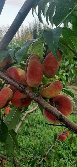 Pomi fructiferi direct de la producător