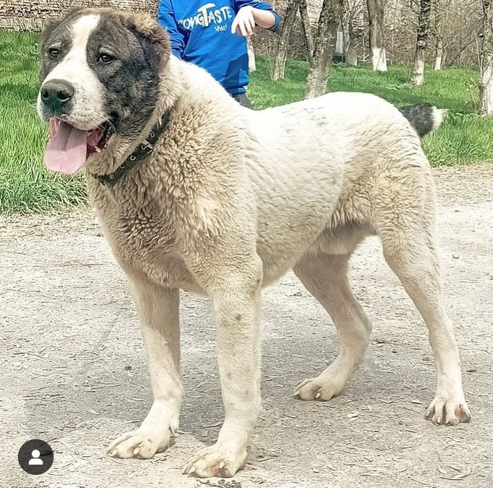 Monster tozza zotli bori bosar Spartak