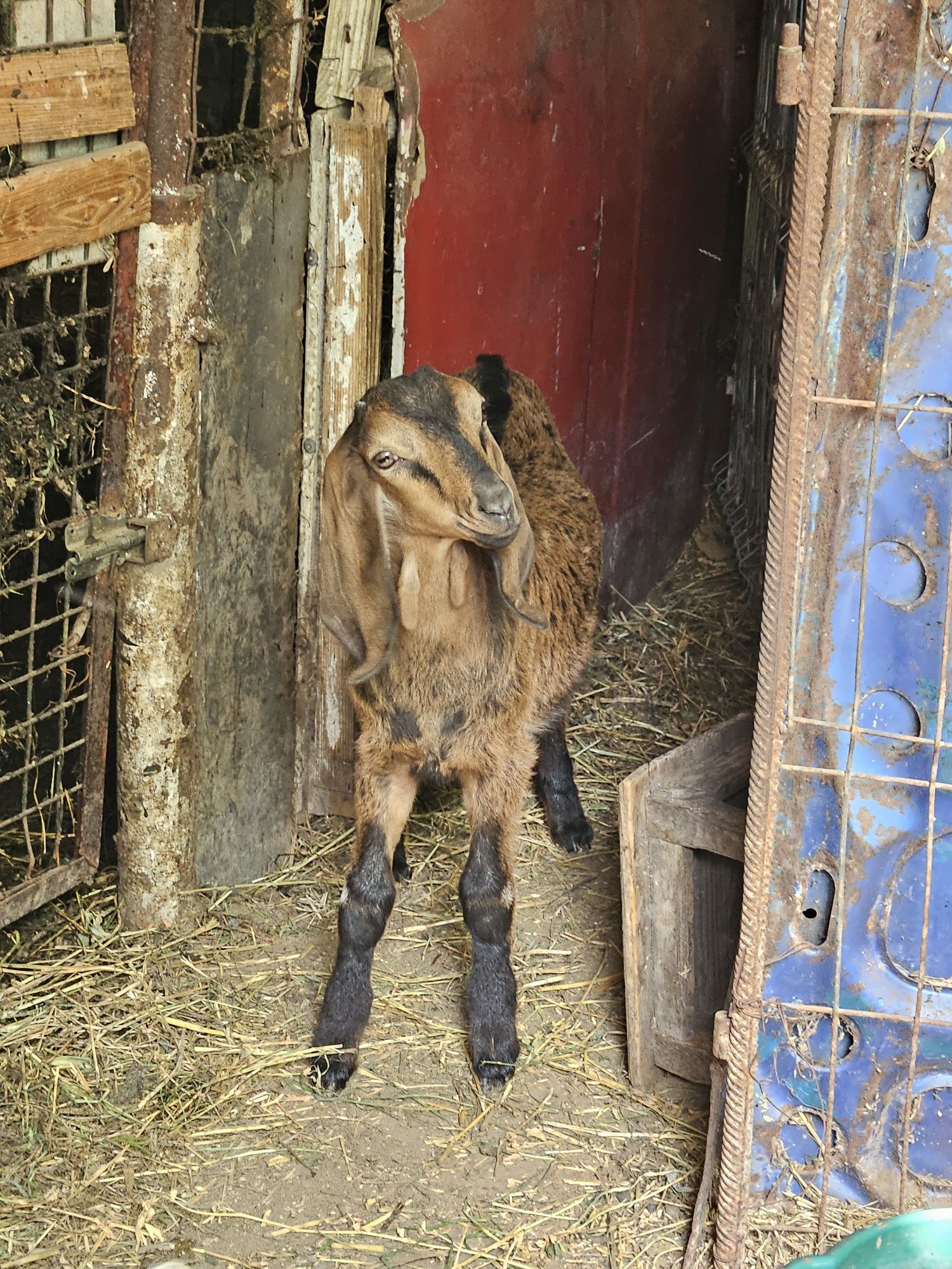 Vand sau Schimb cu berbecuti și mielute