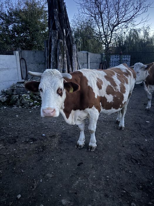 Vaca de vazare gestanta