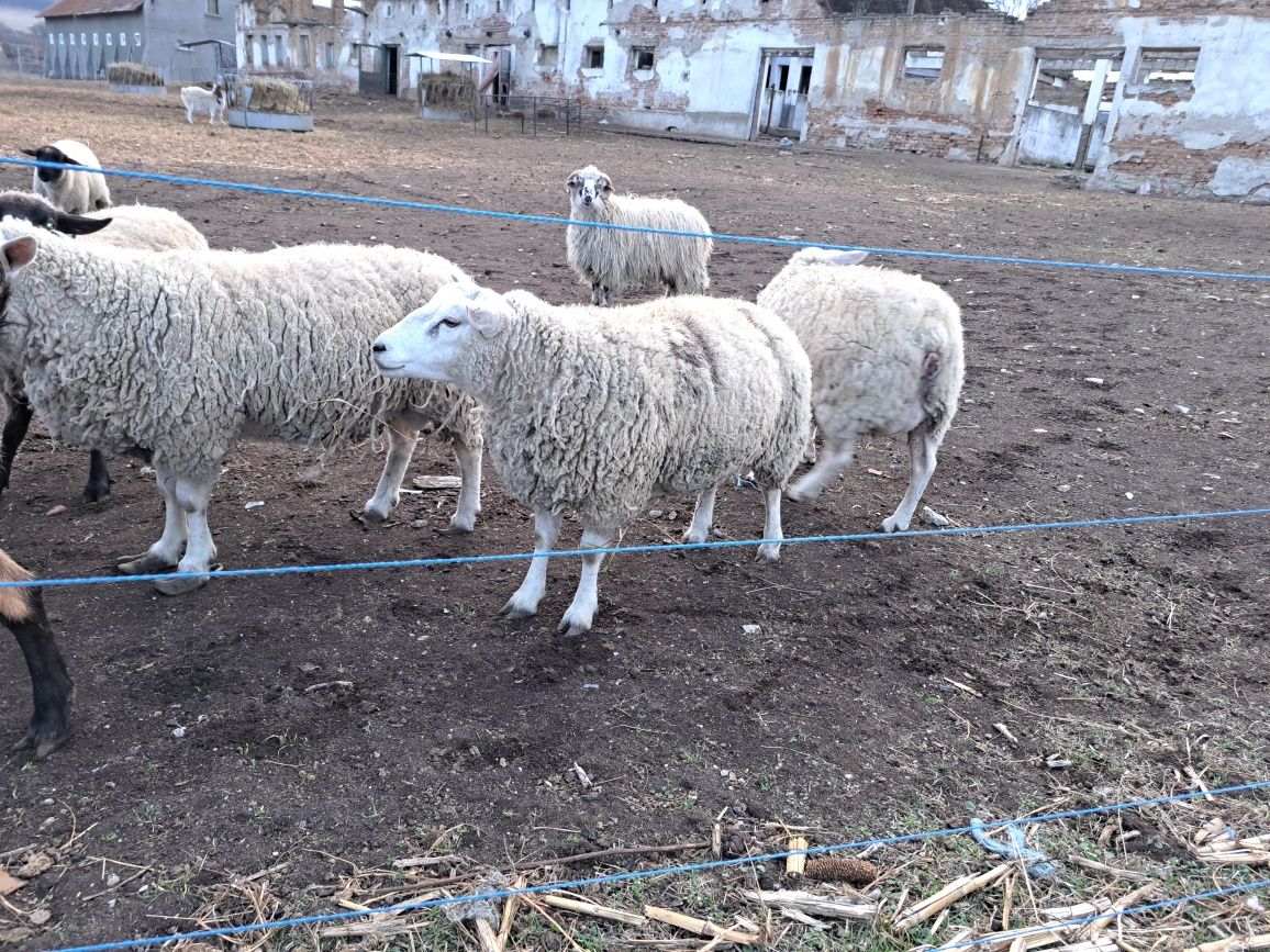 Vand sau schimb oi de rasa