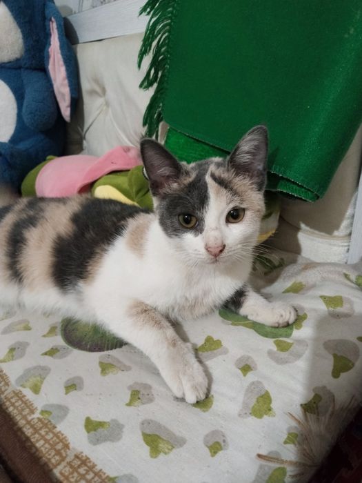 Котята девочка и мальчики