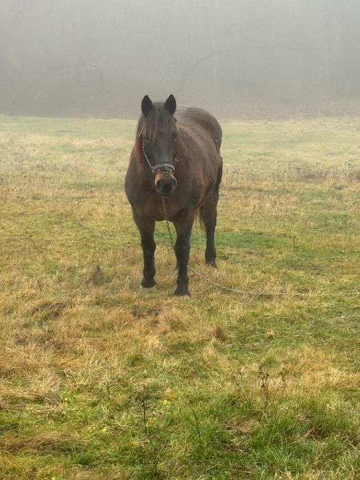 Vând iapă bună de ham